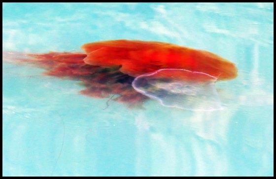 PriceInlet2015-28IMG_8261_edited-1