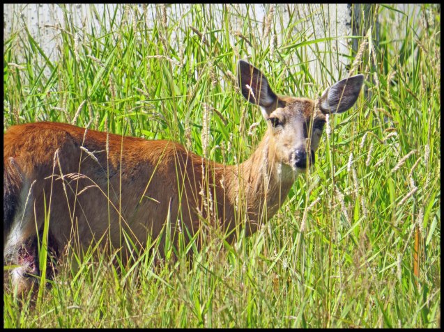 PrinceRupert26-IMG_1248_edited-1
