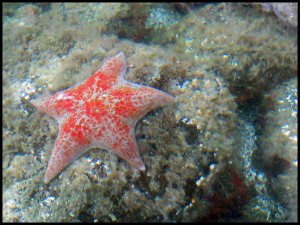 Rogers2015 07 02_2652_edited-1