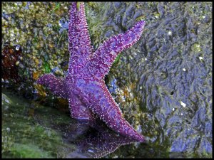 Rogers2015 07 02_2656_edited-1