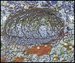 Rogers2015 07 02_2663_edited-1