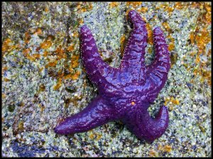 Rogers2015 07 02_2665_edited-1