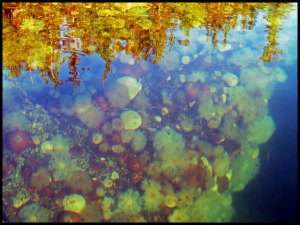 Rogers2015 07 02_2673_edited-1