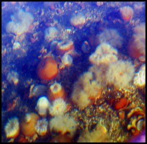 Rogers2015 07 02_2682_edited-1