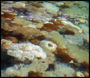 Rogers2015 07 02_2688_edited-1