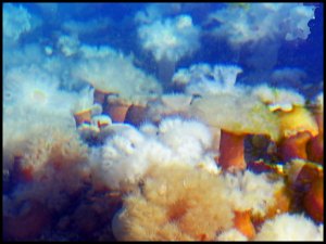 Rogers2015 07 02_2694_edited-1