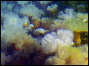 Rogers2015 07 02_2695_edited-1