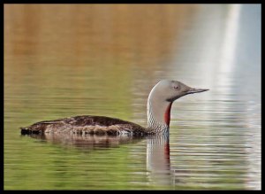 RogersLoon102015 07 01_2605_edited-1