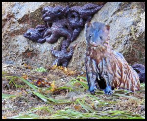 RogersMinkStarfish2015 07 02_2760_edited-2