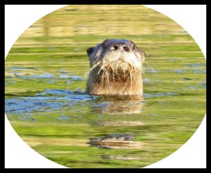 RogersOtter2_edited-1