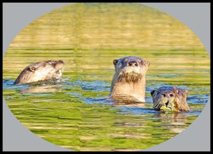 RogersOtter4