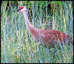 Sandhill14Kakush_copy-1