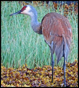 Sandhill21Kakushdish2015 06 27_2110 copy_edited-1