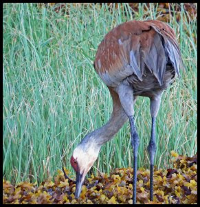 Sandhill23Kakush2015 06 27_2111 copy_edited-1