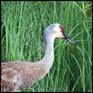 Sandhill25Kakush_edited-1