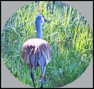 SandhillButtKakush_edited-1a