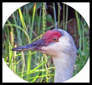 SandhillHead_edited-1