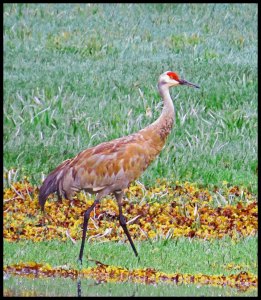 SandHillKakush2015 06 26_1956_edited-1