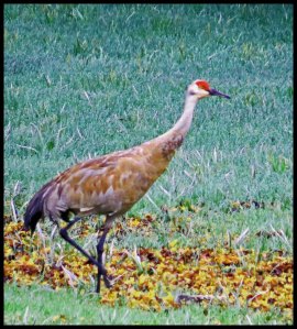 SandhillKakush2015 06 26_1957 copy_edited-1