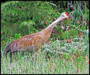 SandhillKakush2015 06 26_1962 copy_edited-1