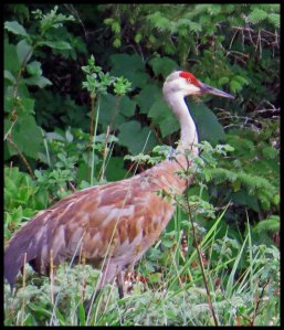 SandhillKakush2015 06 26_1963 copy_edited-1