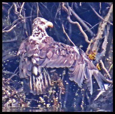 VerneyFalls2015-100-IMG_0321_edited-1