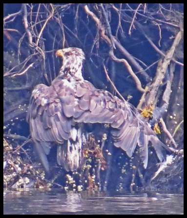 VerneyFalls2015-101-IMG_0324_edited-1