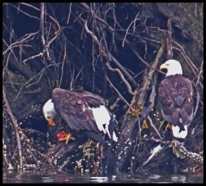 VerneyFalls2015-12-IMG_0353_edited-1