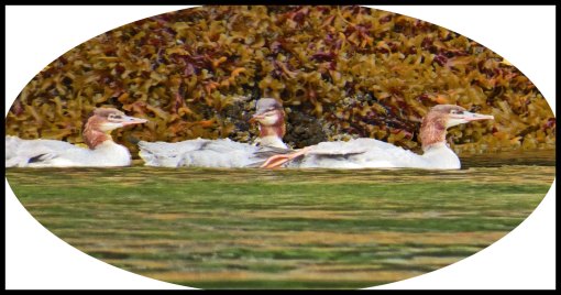 VerneyFalls2015-26_edited-1