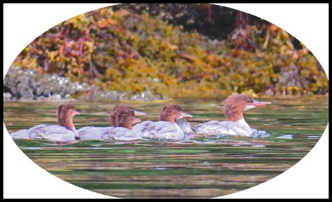 VerneyFalls2015-29_edited-1