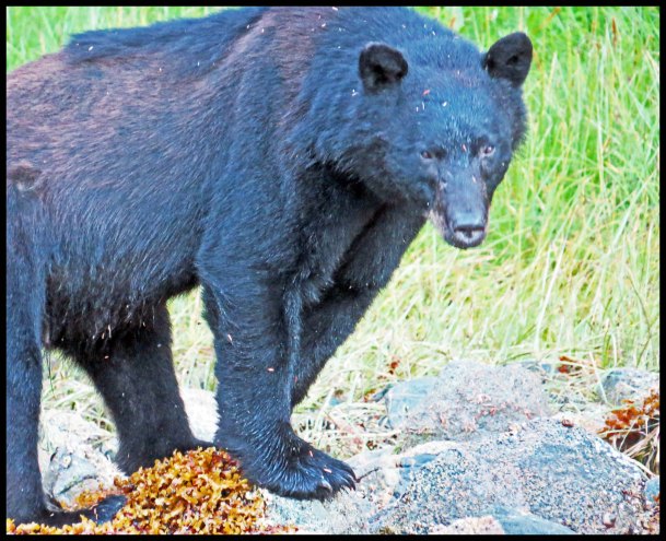 Wallace2015-900-IMG_9455_edited-1