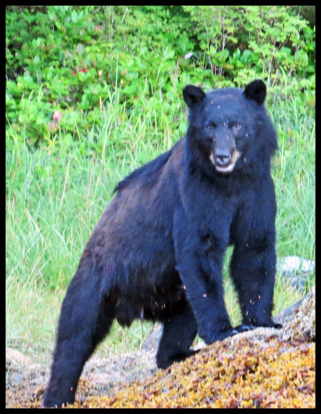 Wallace2015-911-IMG_9458_edited-1