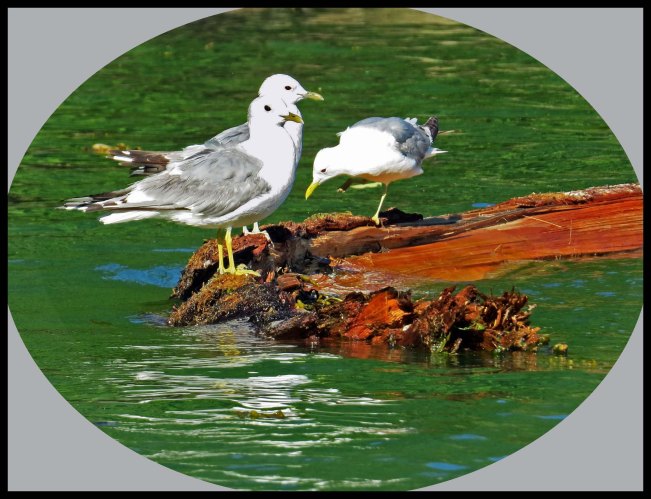 Wallace2015-914a_edited-1