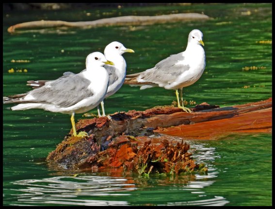 Wallace2015-926.psdIMG_9477_edited-1