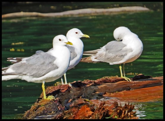 Wallace2015-929-IMG_9478_edited-1