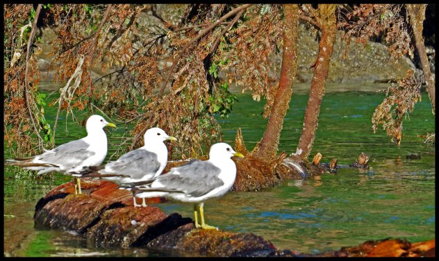 Wallace2015-936-IMG_9484_edited-2