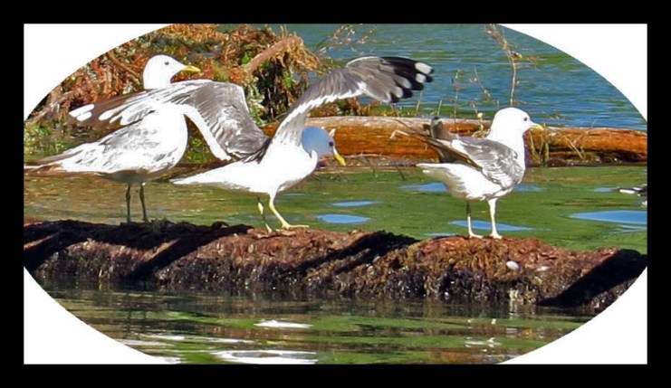 Wallace2015-939_edited-1