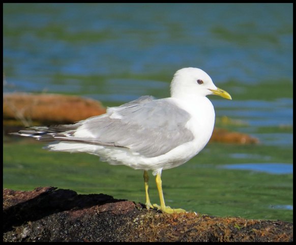 Wallace2015-940-IMG_9496_edited-1