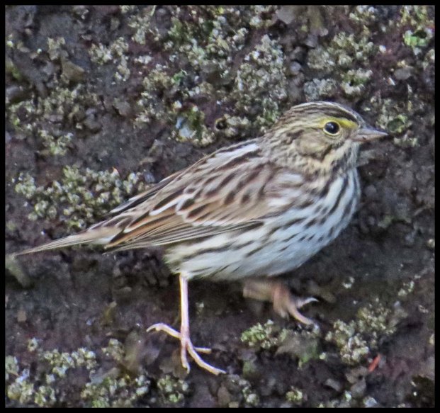 BottleneckSept2015-13-IMG_3368_edited-1