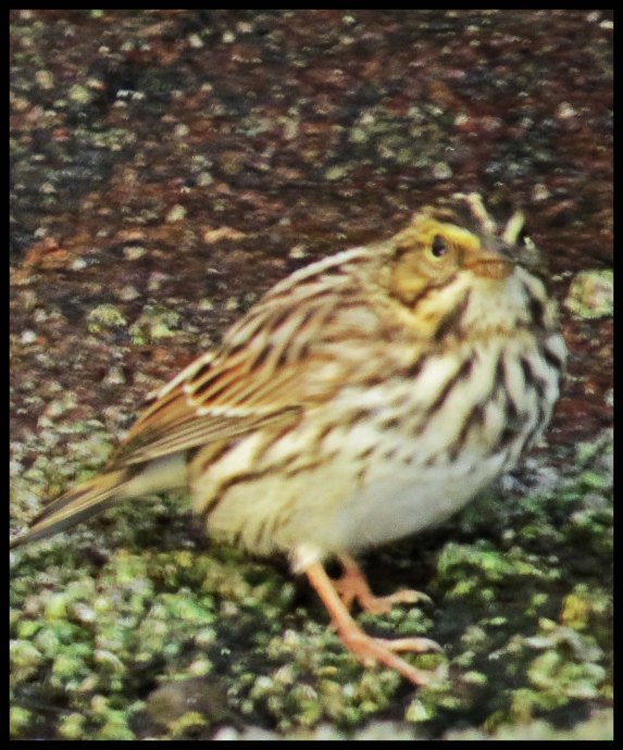 BottleneckSept2015-30-IMG_3373_edited-1