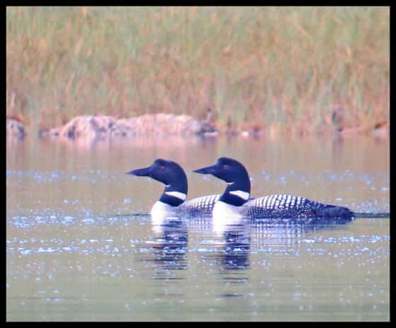 Cameron2015-106-IMG_2771_edited-1