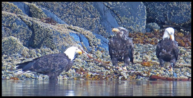 Cameron2015-2-IMG_2504_edited-1