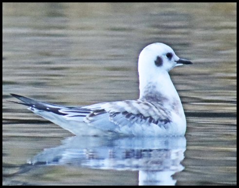 Cameron2015-31-IMG_2595_edited-1