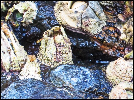 Cameron2015-36-IMG_2608_edited-1