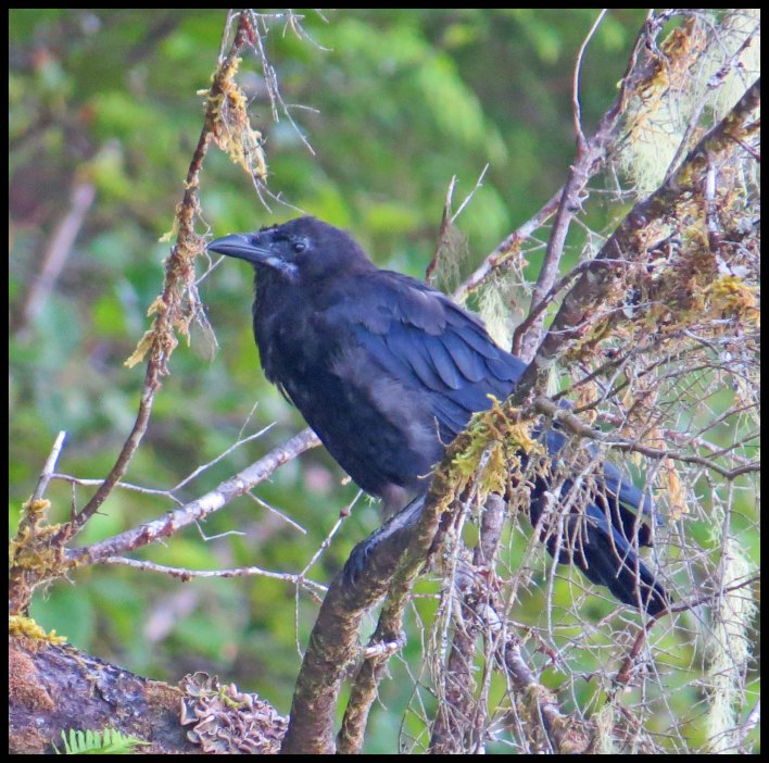 Cameron2015-44-IMG_2662_edited-1