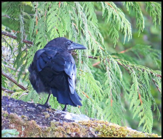 Cameron2015-45-IMG_2668_edited-1