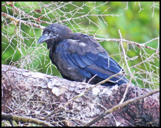 Cameron2015-50-IMG_2673_edited-1