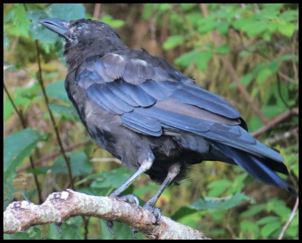 Cameron2015-51-IMG_2678_edited-1