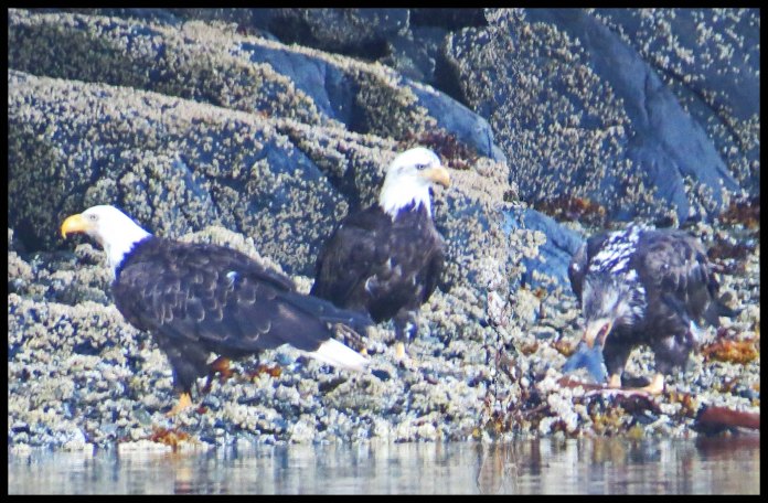 Cameron2015-6-IMG_2514_edited-1