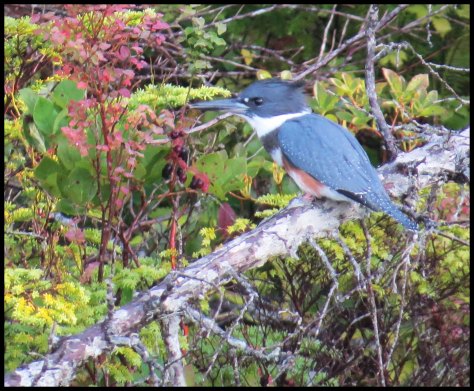 Chapple2015-13-IMG_3019_edited-1